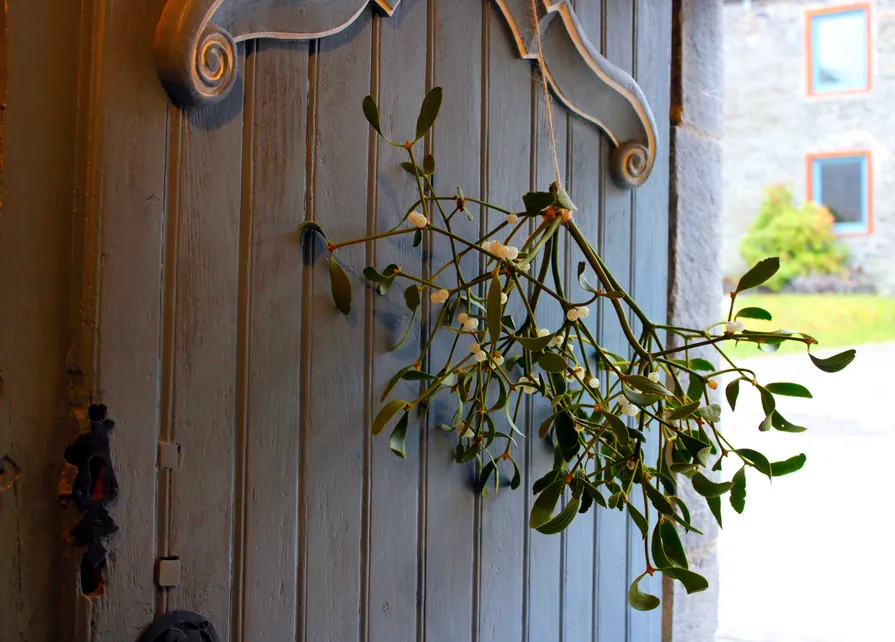 Bouquet de gui, symbole de prospérité et de protection, suspendu par une ficelle à la porte d’entrée de la Blanche Maison lors du goûter de Noël le 20 décembre 2025 à Nisramont.